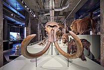 Blick in die Sonderausstellung "überLeben in der Eiszeit" Foto eines Mammutskelettkopfes in der Ausstellung "überLeben in der Eiszeit"