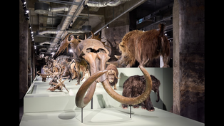 Ausstellungsfilm: überLeben in der Eiszeit Ausstellungsfilm: überLeben in der Eiszeit