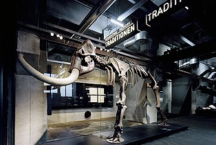 Skeleton of a mammoth in the permanent exhibition