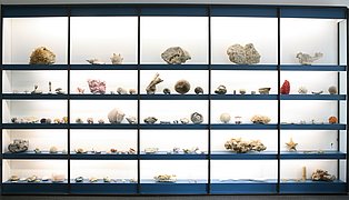 Mineralien in Flora und Fauna in der neuen Dauerausstellung des Mineraline-Museums Blick auf eine wandfüllende Leuchtvitrine mit verschiedenen Mineralien auf Regalbrettern in der neuen Dauerausstellung des Mineralien-Museums